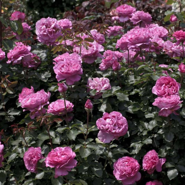 YVES PIAGET® Meivildo YVES PIAGET® Meivildo